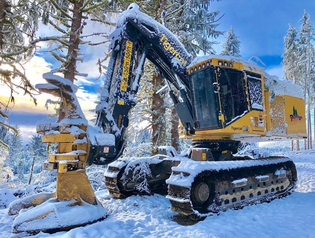 Tigercat in the Snow